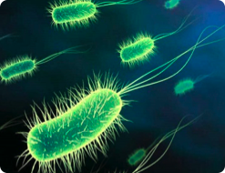Illustration de bactéries
