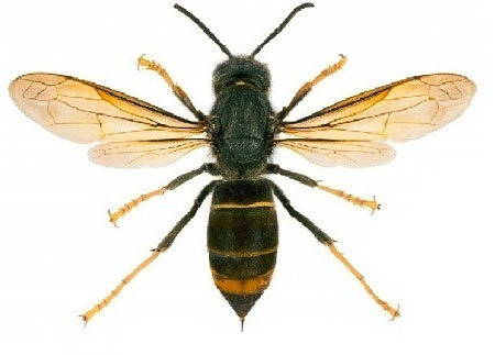 Vespa crabro, Le frelon asiatique