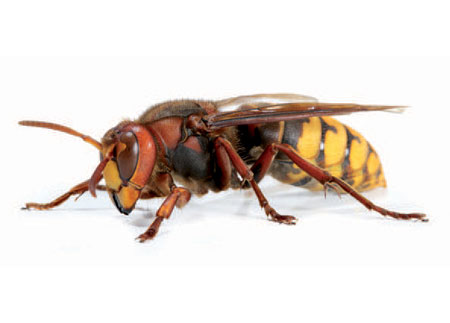 Vespa crabro, Le frelon europeen