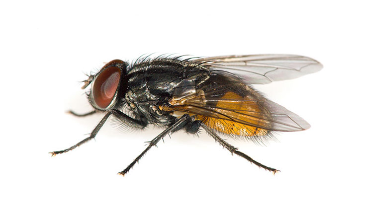 Musca automnalis