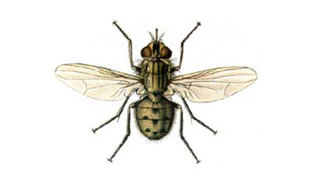 Musca stomoxe