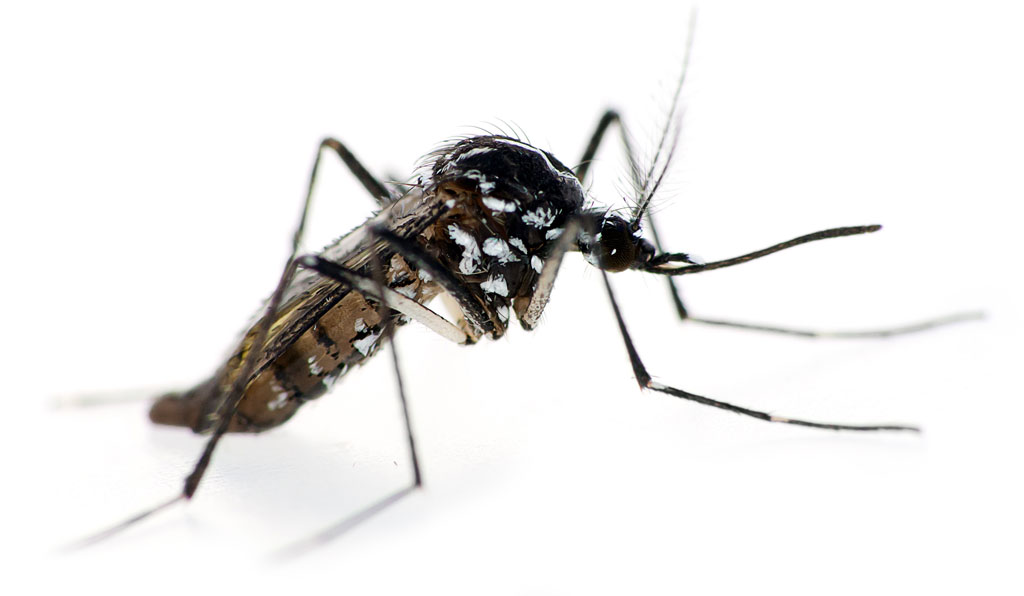 Aedes Albopitus, Le moustique Tigre
