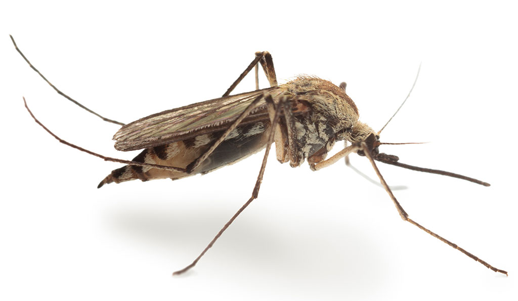 Culex Pipiens, le moustique du soir