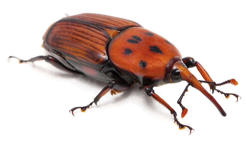 Rhynchophorus ferrugineus, Le Charançon Rouge du Palmier