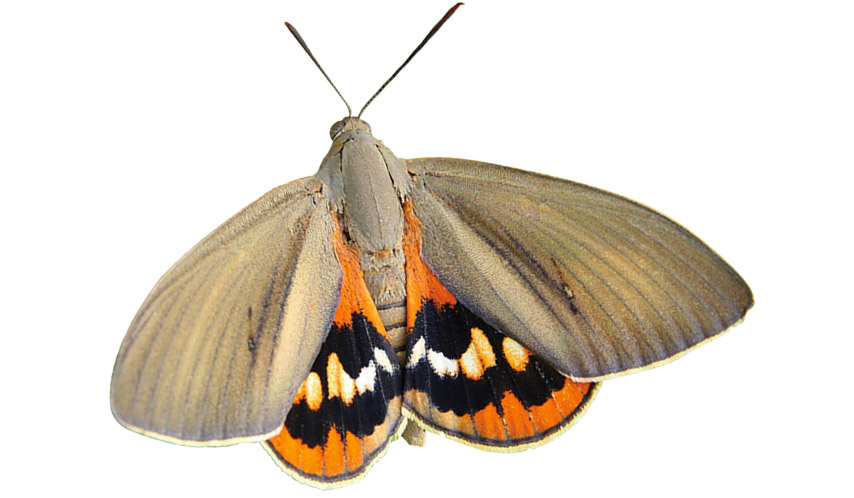 Paysandisia archon, Le Papillion du Palmier